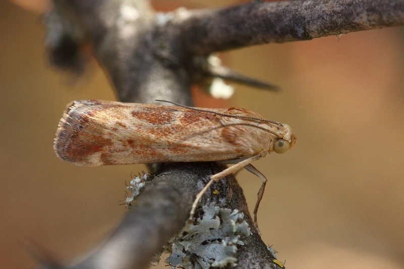 Pterothrixidia rufella - vörös karcsúmoly