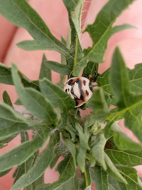 Heteroptera - Poloskák
