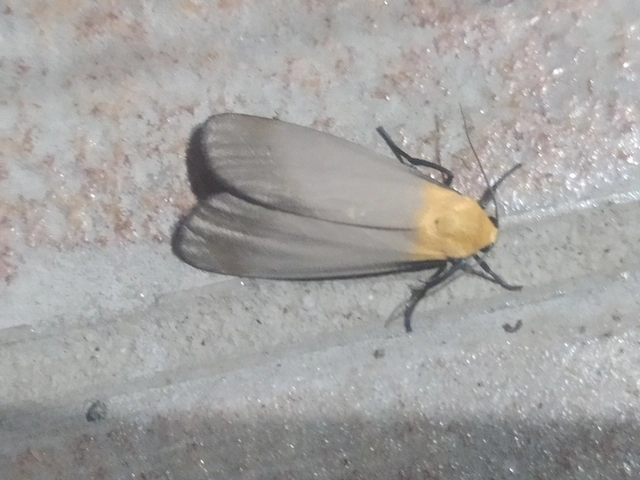 Lithosia quadra - négypettyes zuzmószövő