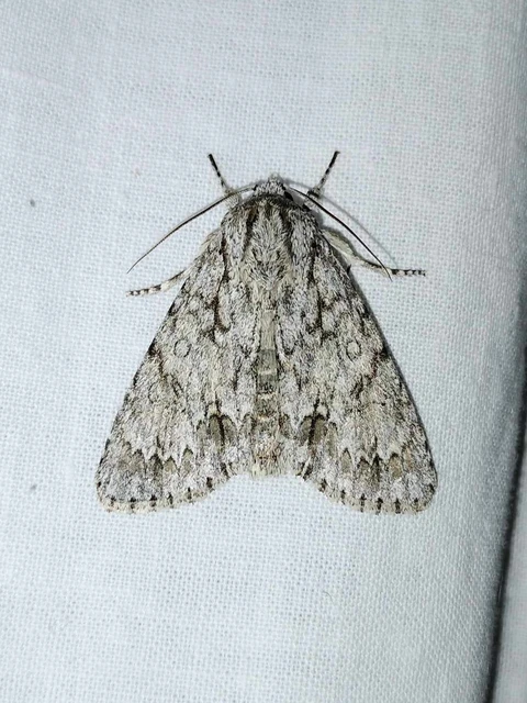 Acronicta aceris - vadgesztenye-szigonyosbagoly