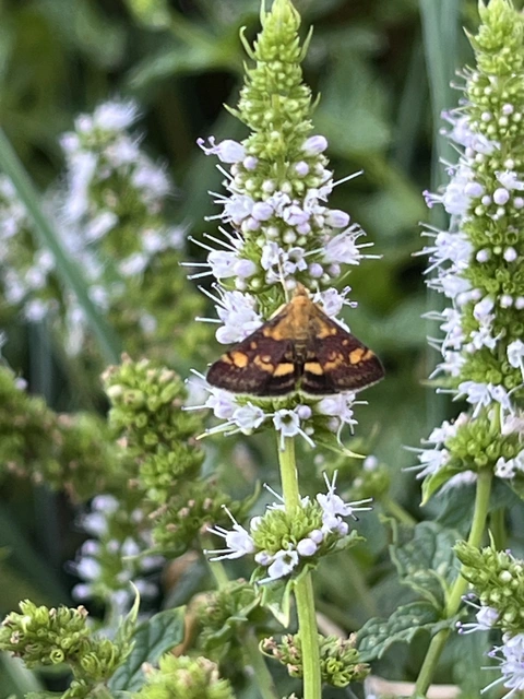 Pyrausta aurata - aranyló bíbormoly