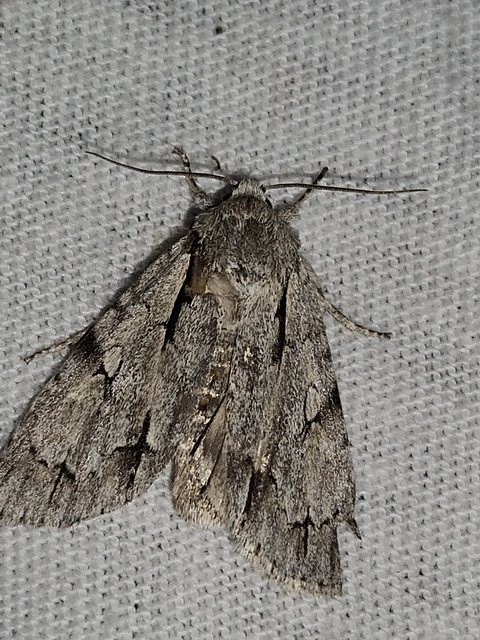 Acronicta cuspis/tridens/psi