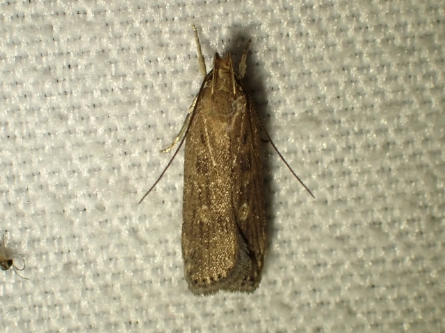 Helcystogramma