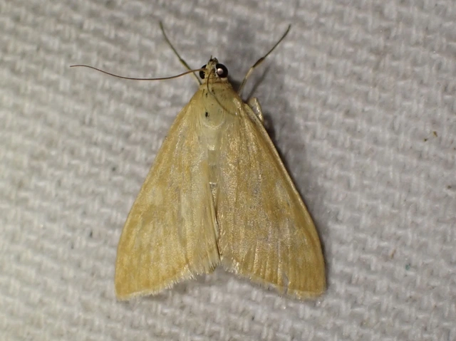 Sitochroa verticalis - világossárga dudvamoly