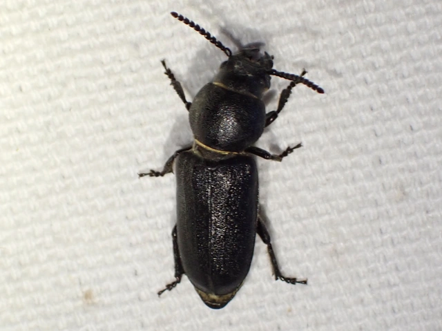 Spondylis buprestoides - erdei félcincér