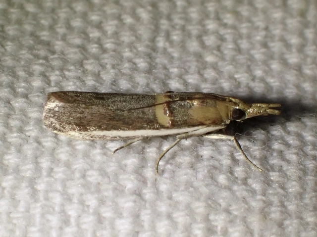 akácmoly - Etiella zinckenella