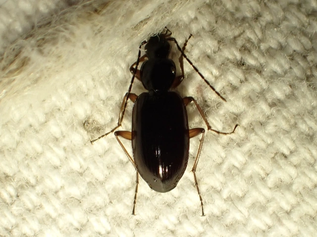 Agonum thoreyi - hosszúnyakú kisfutó Agonum thoreyi - hosszúnyakú kisfutó