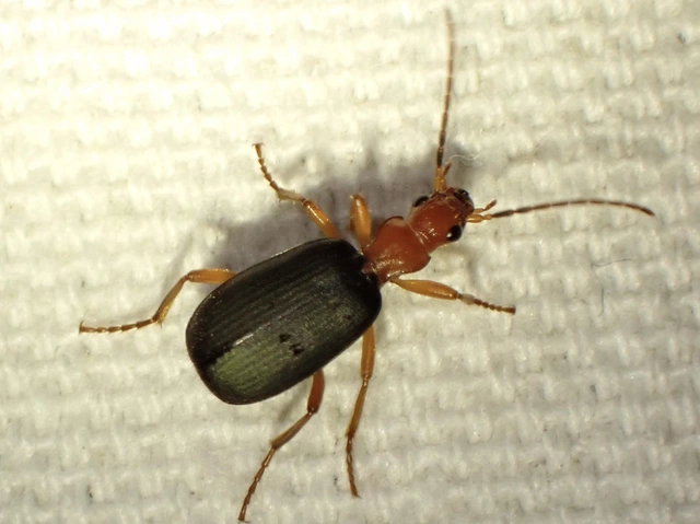 Brachinus crepitans - nagy pöfögőfutrinka
