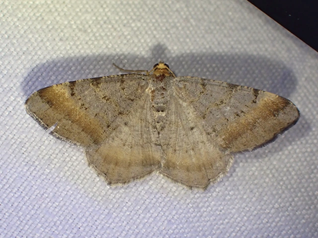 rozsdasávos szürkearaszoló - Macaria liturata