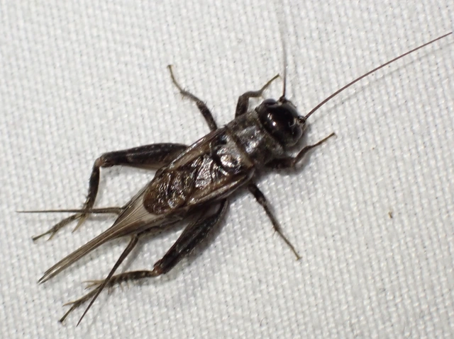 Eumodicogryllus bordigalensis - bordói tücsök