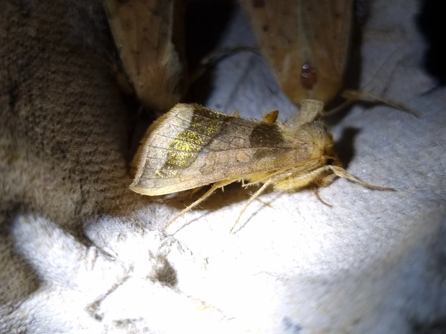 Diachrysia chrysitis - aranybagoly