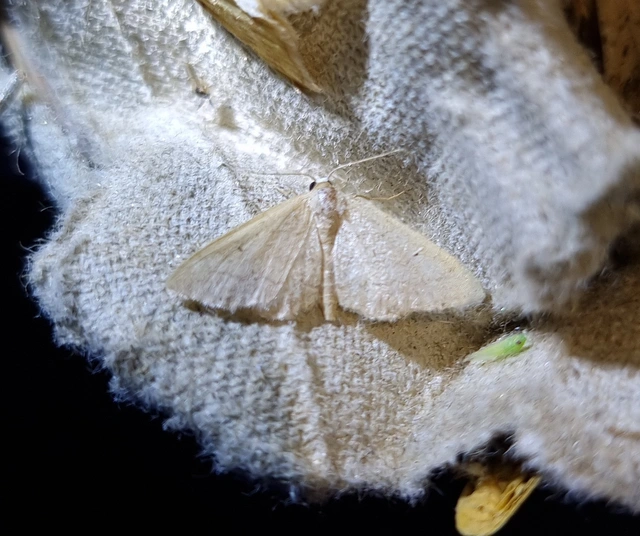 szalmasárga sávosaraszoló - Idaea straminata