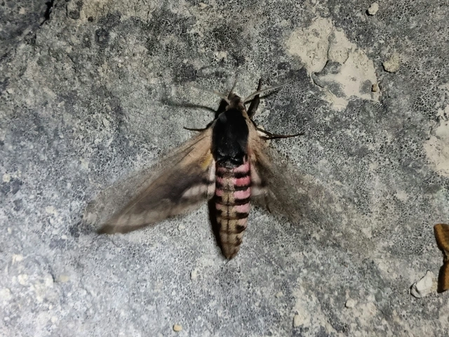 fagyalszender - Sphinx ligustri