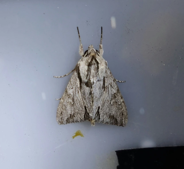 sóskaborbolya-bagoly - Auchmis detersa