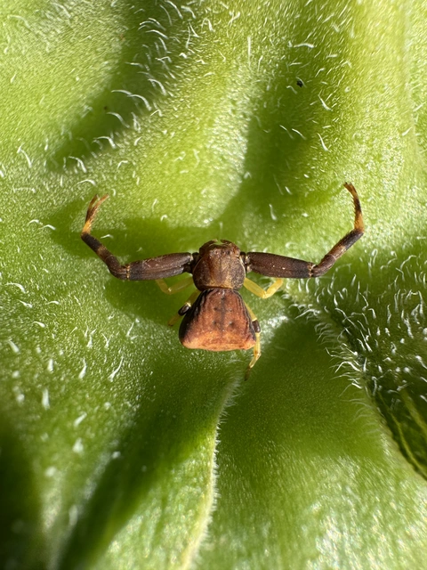 Pistius truncatus - csonka karolópók