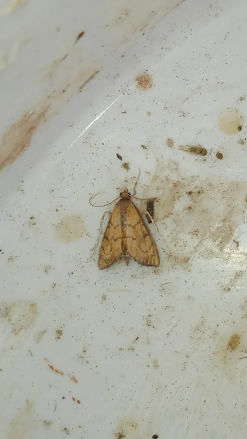 Ecpyrrhorrhoe rubiginalis - rozsdavörös tűzmoly