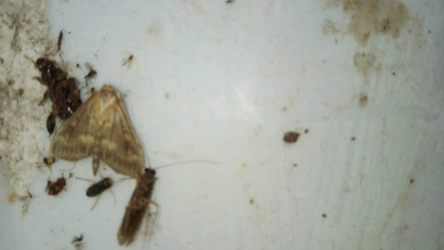 Ostrinia nubilalis - kukoricamoly