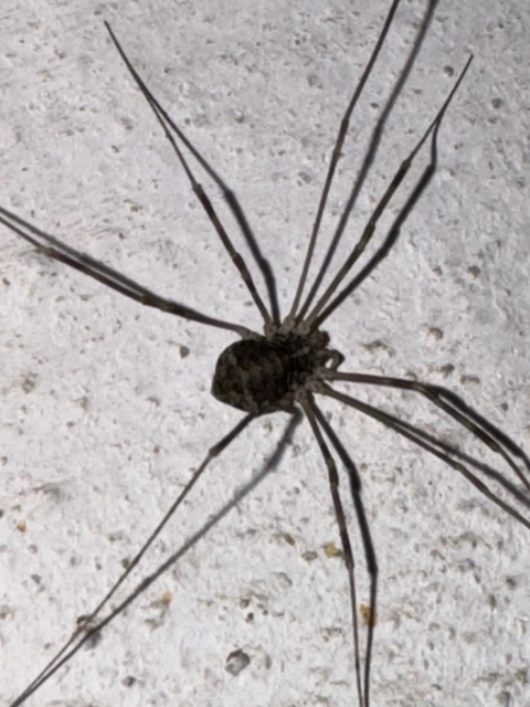 Opiliones - Kaszáspókok