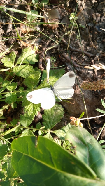 Leptidea sinapis - mustárlepke
