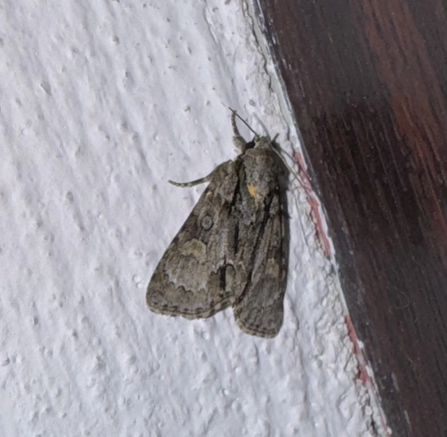Acronicta strigosa - kis szigonyosbagoly