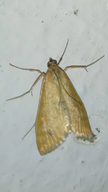 Sitochroa verticalis - világossárga dudvamoly