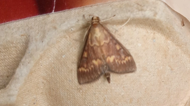 Ostrinia nubilalis - kukoricamoly