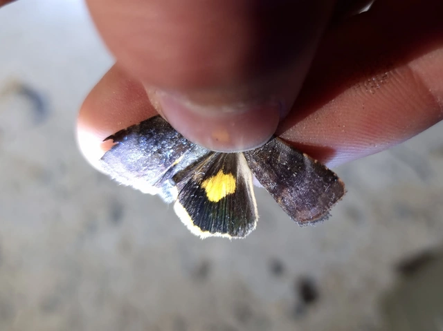 tarka sárgafűbagoly - Noctua janthina