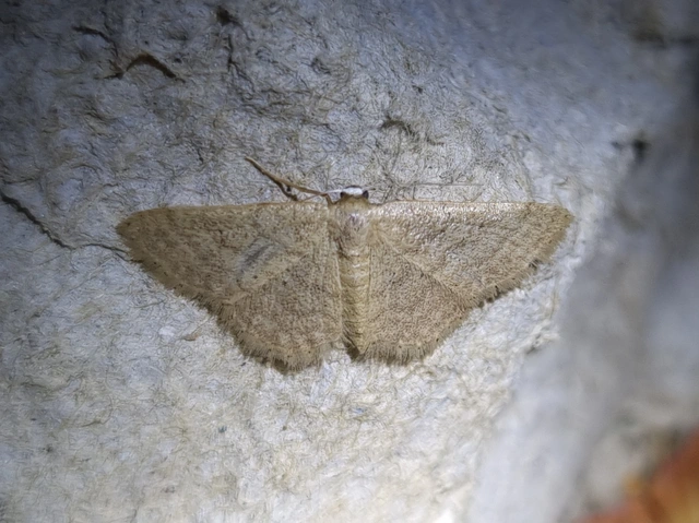 Idaea obsoletaria rufularia - sárgás apróaraszoló