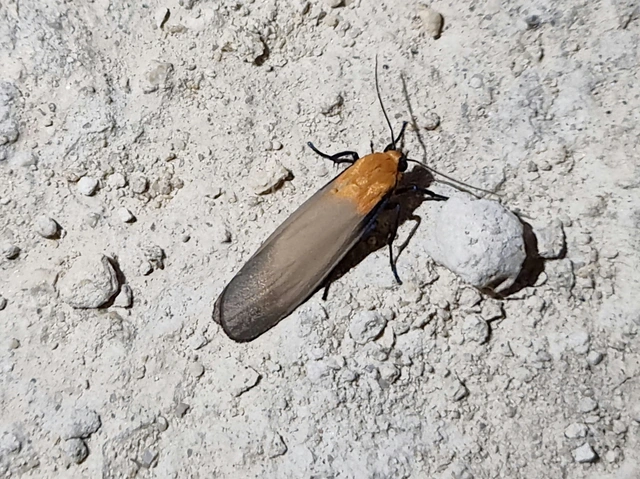 Lithosia quadra - négypettyes zuzmószövő