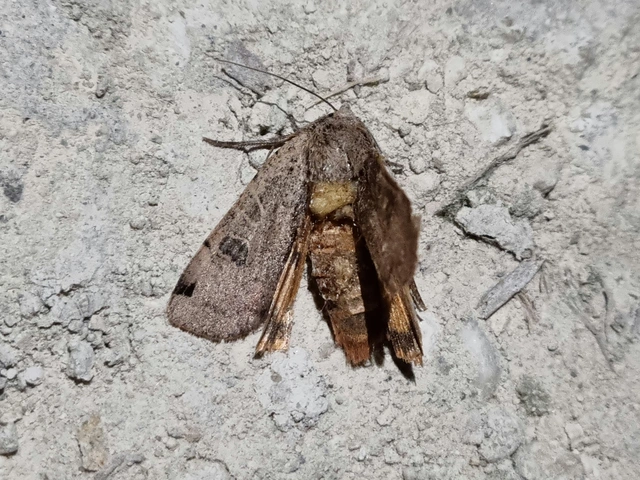 foltos sárgafűbagoly - Noctua orbona