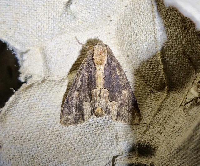 szurokbarna nyáribagoly - Dypterygia scabriuscula