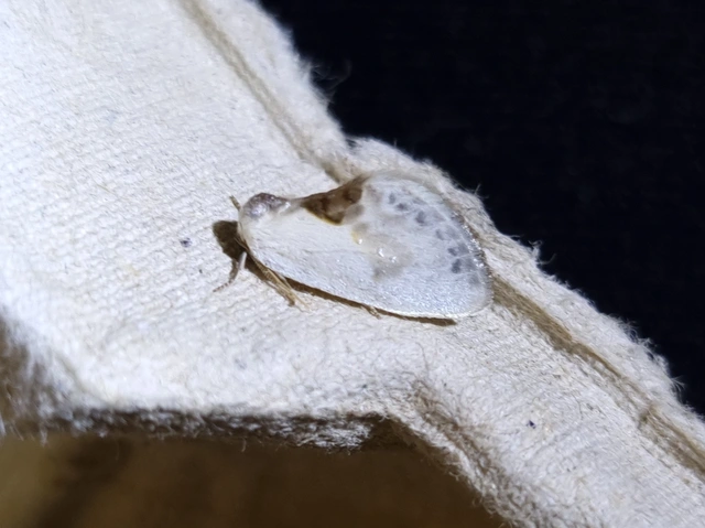 törpe sarlósszövő - Cilix glaucata