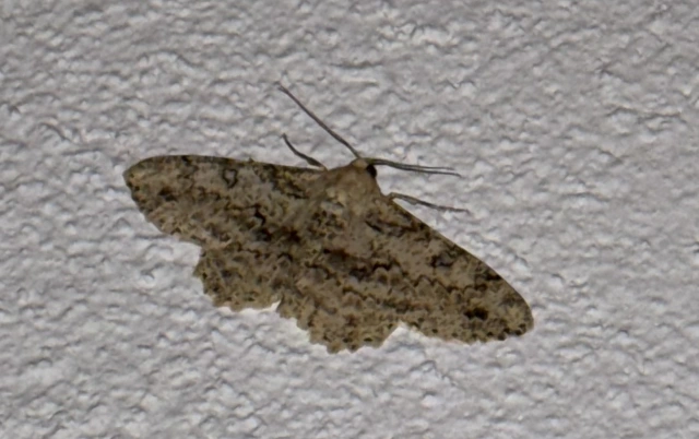 Ascotis selenaria - holdas faaraszoló