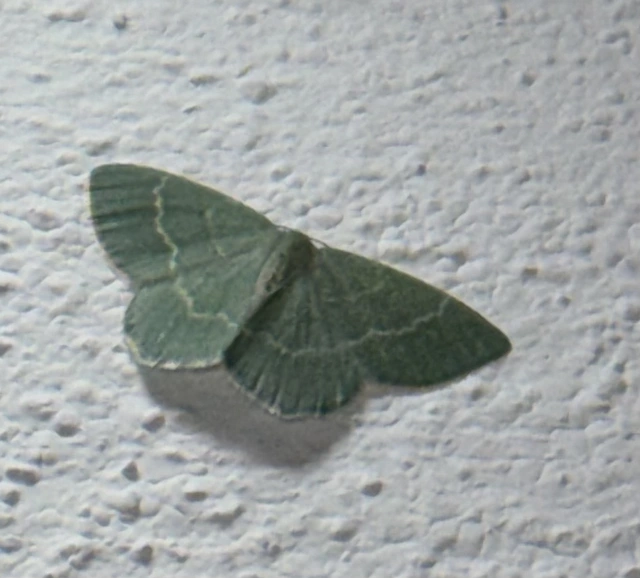 Chlorissa viridata/cloraria