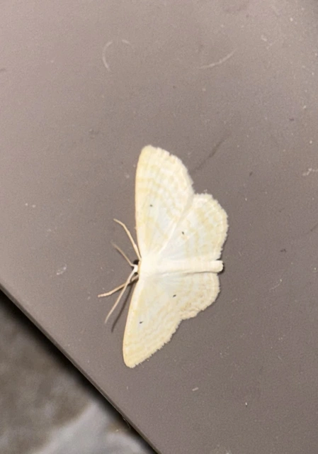 Scopula immutata - réti fehéraraszoló