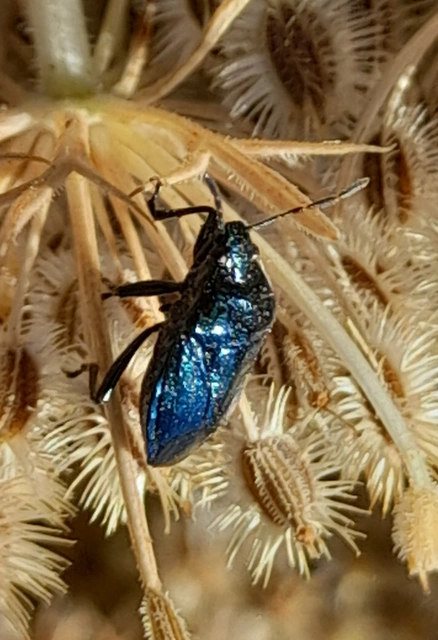 Zicrona caerulea - acélkék poloska Zicrona caerulea - acélkék poloska