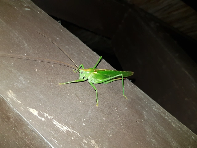 Tettigonia viridissima - zöld lombszöcske