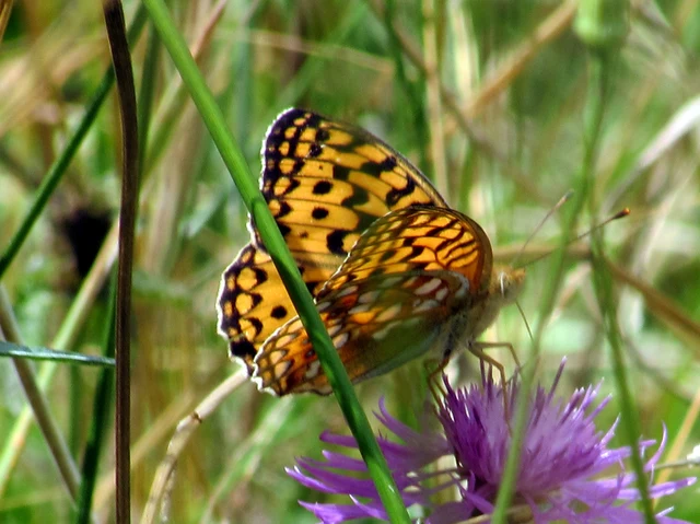 Argynnis adippe - ezüstös gyöngyházlepke
