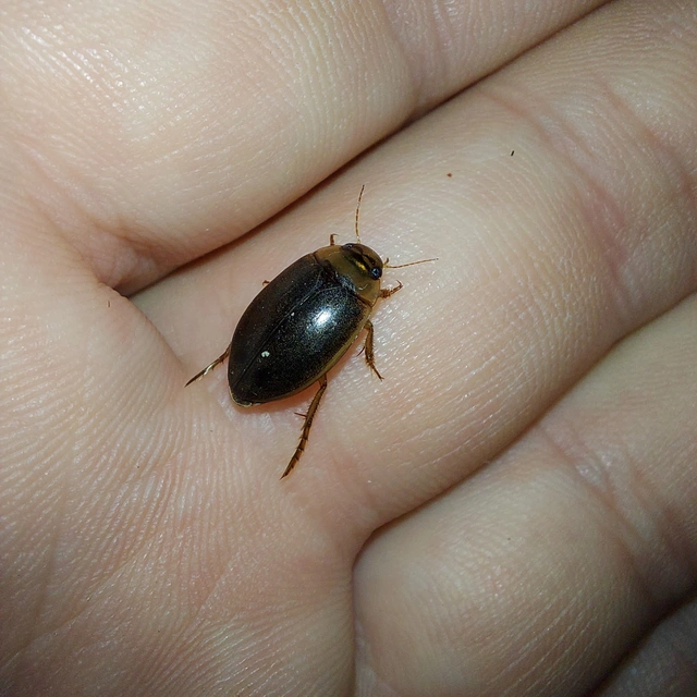 Rhantus