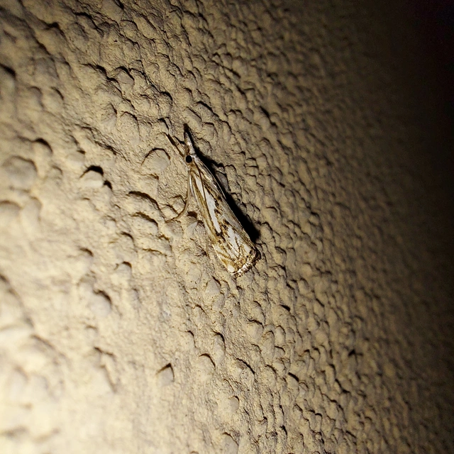 Catoptria falsella - hálós fűgyökérmoly