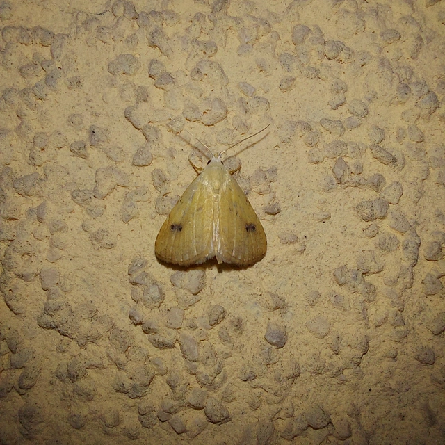Rivula sericealis - selymes lórombagoly