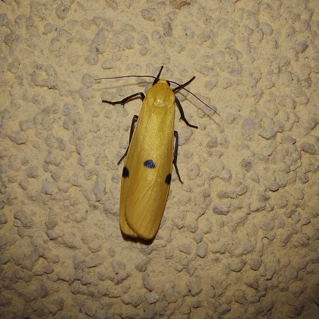 Lithosia quadra - négypettyes zuzmószövő