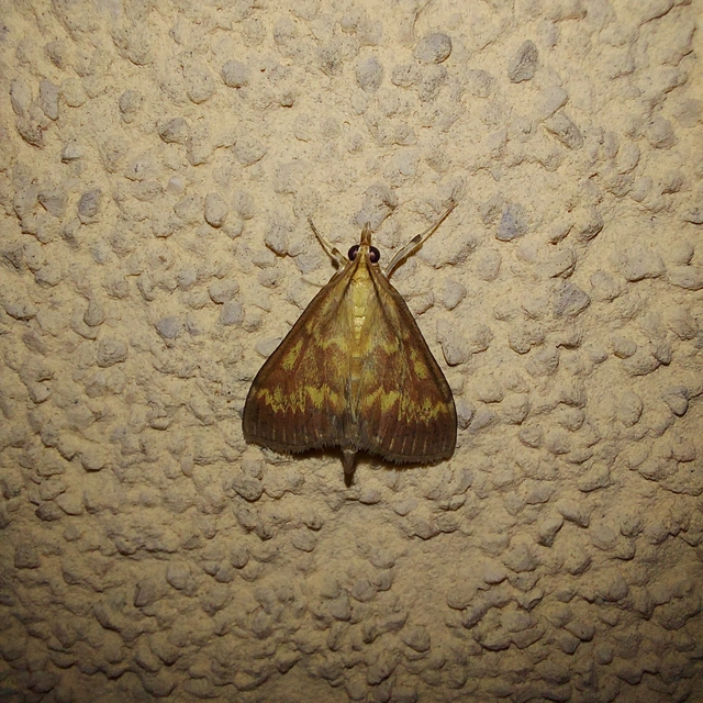 Ostrinia nubilalis - kukoricamoly