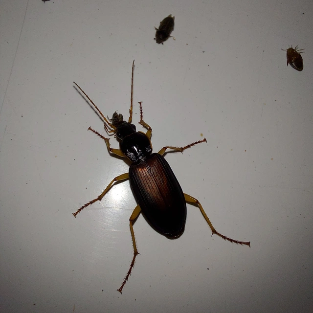 Dolichus halensis - hantfutó