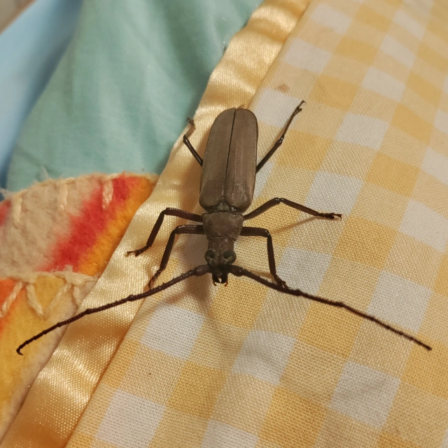 Aegosoma scabricorne - diófacincér