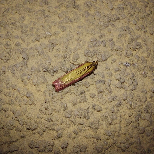 Oncocera semirubella - lucernamoly