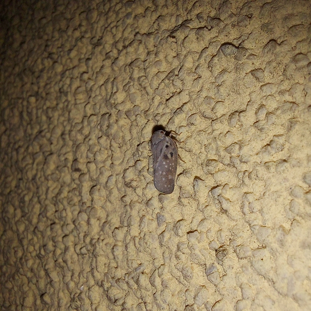 Metcalfa pruinosa - amerikai lepkekabóca