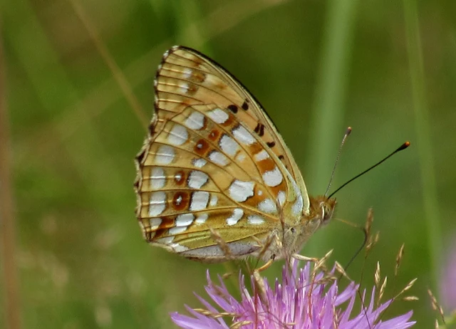 Argynnis adippe - ezüstös gyöngyházlepke
