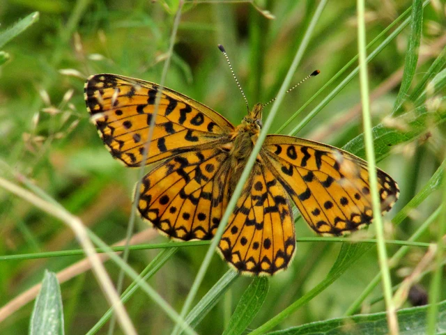 Boloria selene - fakó gyöngyházlepke