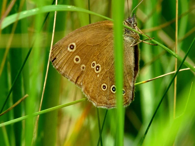 Aphantopus hyperanthus - közönséges ökörszemlepke